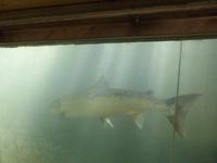 Malsfossen - ein Wildlachs dreht seine Runden