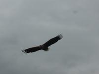 Seeadlersafari- Seeadler