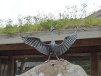 Lofoten - Kormoran von Sund