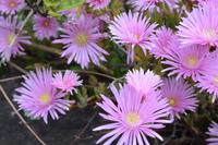 Blühende Sukkulenten am Burgfried