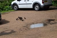 Entenfamilie beim Baden gestört