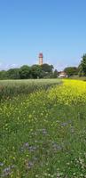 Sommerwiese am Kap Arkona