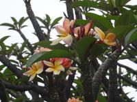 Funchal - Santa Catarina Park - Frangipaniblüte