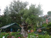 Tropical Garden in Monte - 1000 Jahre alter Lorbeerbaum