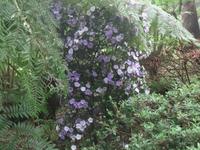 Tropical Garden in Monte - Yesterday, Today und Tomorrow