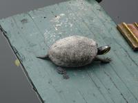 Tropical Garden in Monte 