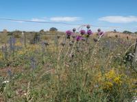 Öland Gräberfeld Gettlinge