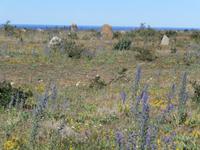 Öland Gräberfeld Gettlinge