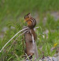 Squirl