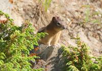 Squirll