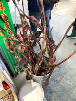 Lhasa - Geschlechtsteil vom Yak