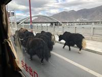 Lhasa - Yaktrail