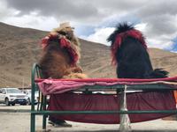 Tibetanische Mastiffs
