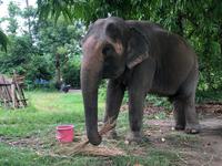 Chitwan Nationalpark - Elefantenbriefing