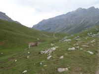 Wanderung im Nationalpark Picos de Europa von Fuente De bis Espinama in Kantabrien (25)
