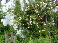 die Rosen begrüssen uns