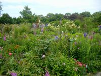 welch eine Blütenfülle