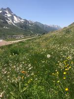 Blumenmeer