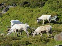 Rentiere bei Honigsvaeg