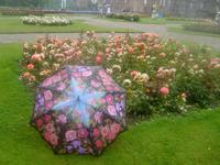überall Rosen im Regen