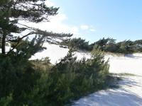 Bornholm Dueodde weißer Strand an der Südspitze