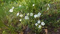 Alpen-Hornkraut