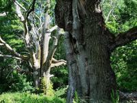 2240 Bäume wie Skulpturen