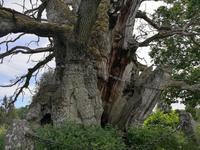 2506 Das Naturdenkmal würde ohne Stützen und Halterungen schon längst  nicht mehr existieren 