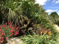 mediterrane Gewächse