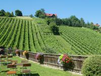 Schilcher Weinstrasse