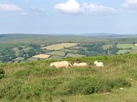 Schafe im Dartmoor