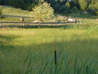 Auf dem Bauernhof (7)