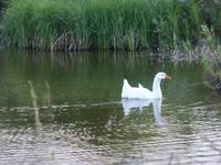 Auf dem Bauernhof (12)