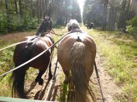 Auf dem Wag zur Bauernhochzeit