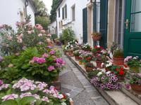 DSCN4127  private Blumenpracht