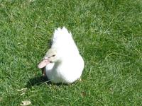 Ente im Vall de Núria