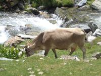 Kuh im Vall de Núria
