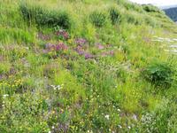 St. Moritz Stadtführung in St. Moritz See und - Dorf