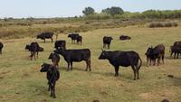 Schwarze Stiere der Camargue
