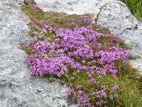 The Burren - Pflanzenvielfalt