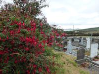 Dingle - Fuchsien - die Tränen Gottes