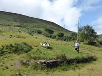 Kells - Schäfer Brandon Ferries