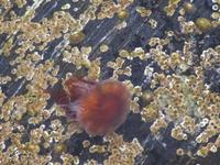 Qualle in Kristiansund