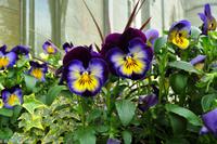 Rundreise Schottland-27