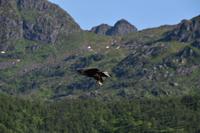 234 Lofoten, Adlersafari