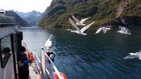 253 Lofoten, Adlersafari, Einfahrt in den Trollfjord