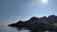 287 Lofoten, Adlersafari