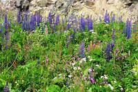347 Lofoten, Blumenwiese mit Lupinen