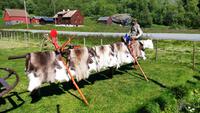 432 Auffahrt zum Dovrefjell, Lapp Camp