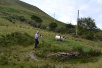 Ring of Kerry - Besuch beim Schäfer Brendan